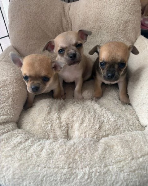 Regalo Cuccioli di  Chihuahua WhatsApp [hidden] | Foto 2