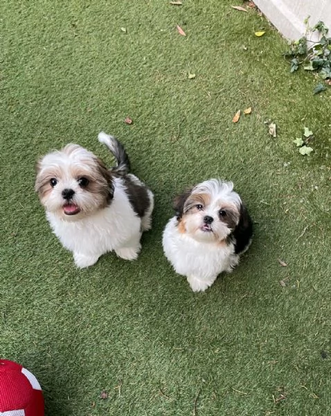 Regalo Cuccioli di  Shitzu | Foto 1