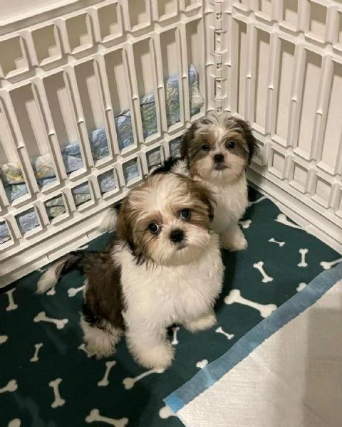 Regalo Cuccioli di  Shitzu | Foto 0