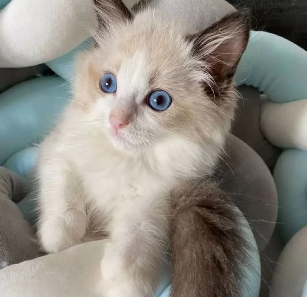 I gatti del Mainecoon sono in vendita