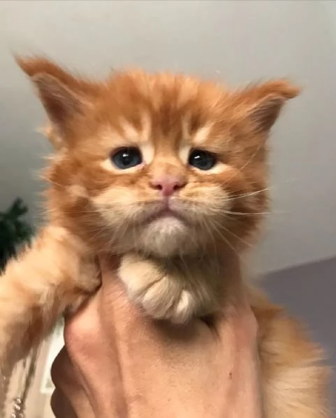 Gatti Mainecoon sani