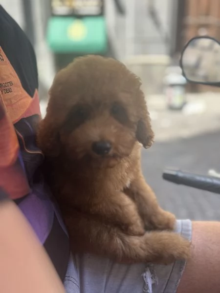 Vendo barboncino toy di 4 mesi vaccinato e sverminato da fare passaggio del microcip