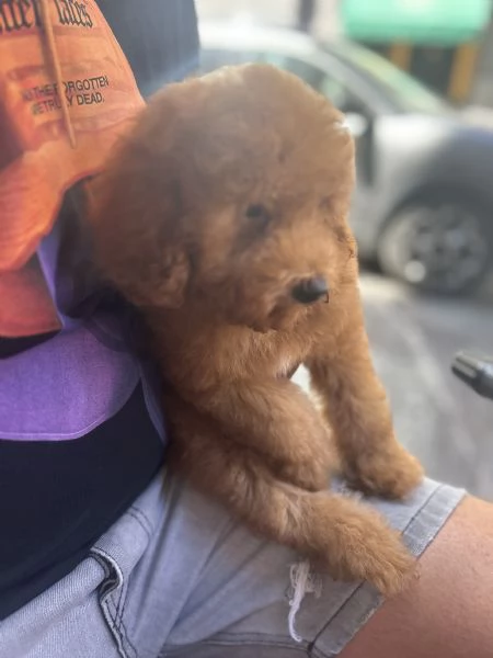 Vendo barboncino toy di 4 mesi vaccinato e sverminato da fare passaggio del microcip | Foto 2