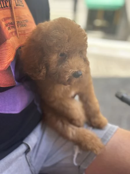 Vendo barboncino toy di 4 mesi vaccinato e sverminato da fare passaggio del microcip | Foto 1