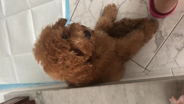 Vendo barboncino toy di 4 mesi vaccinato e sverminato da fare passaggio del microcip | Foto 0