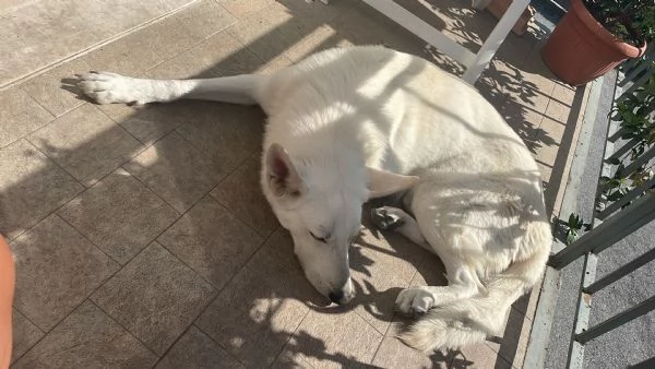 Pastore Svizzero | Foto 0