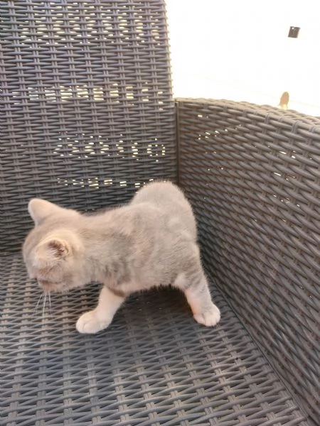 Vendo gatto Scott British