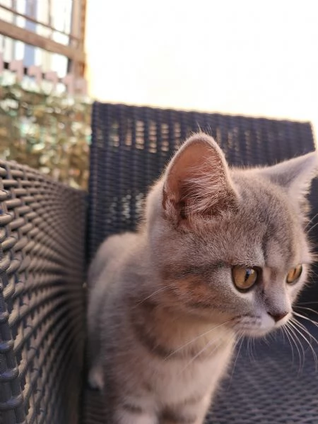 Vendo gatto Scott British | Foto 0