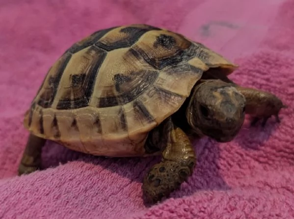 Tartarughe di terra baby