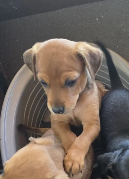 Vendo cuccioli picher  | Foto 1