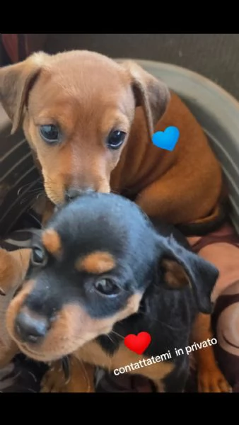 Vendo cuccioli picher  | Foto 0