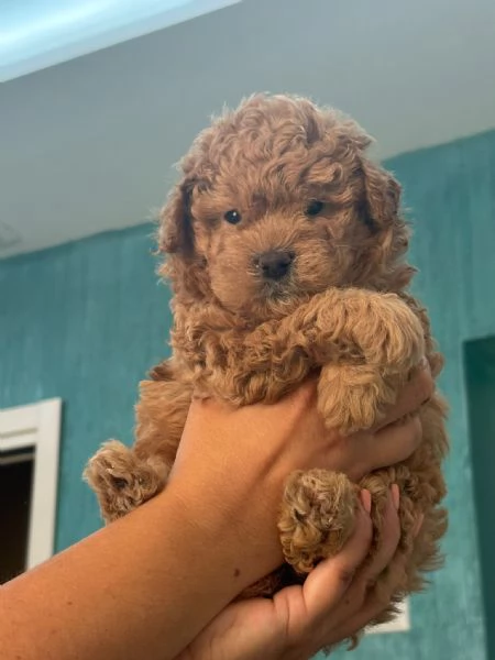 Barboncino toy | Foto 2