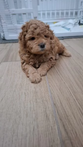 Barboncino toy | Foto 1