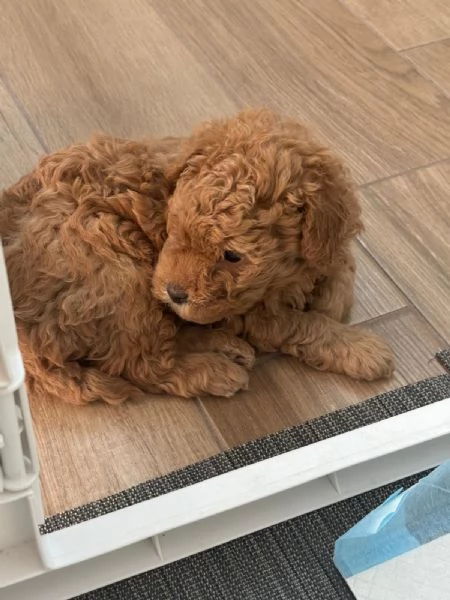 Barboncino toy | Foto 0