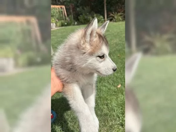 dolcissimo cucciolo di Siberian Husky