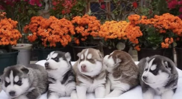 Cuccioli di Siberian Husky