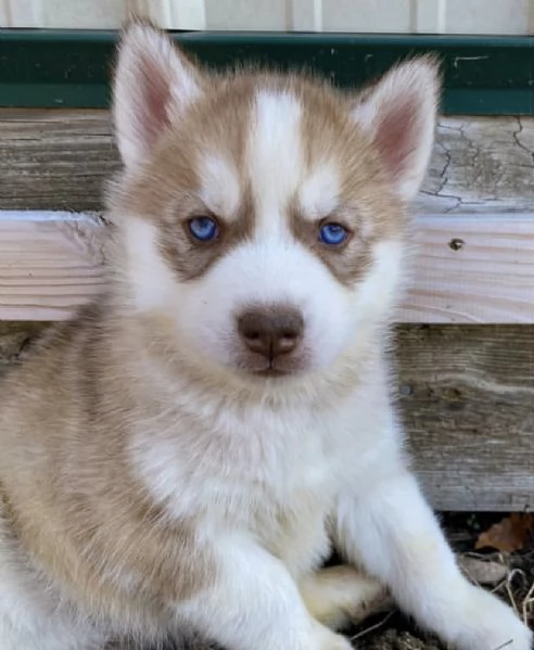 Disponibili cuccioli Siberian Husky maschi e femmin