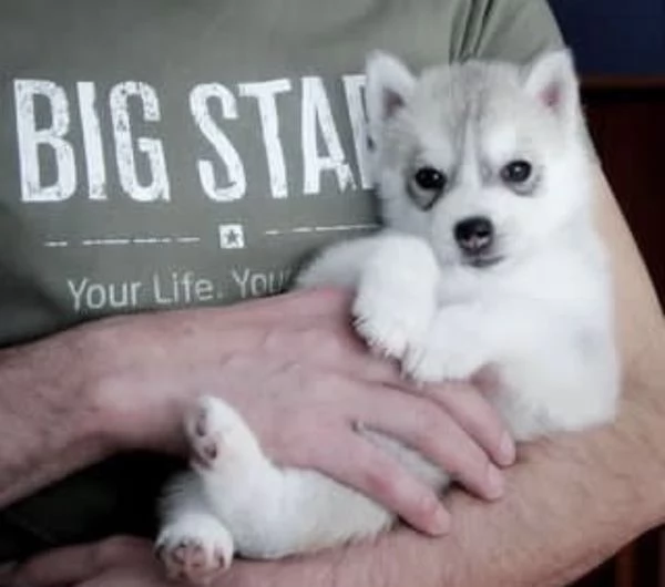 cuccioli Siberian Husky