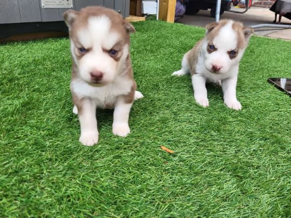 Disponibili Bellissimi Cuccioli Siberian Husky