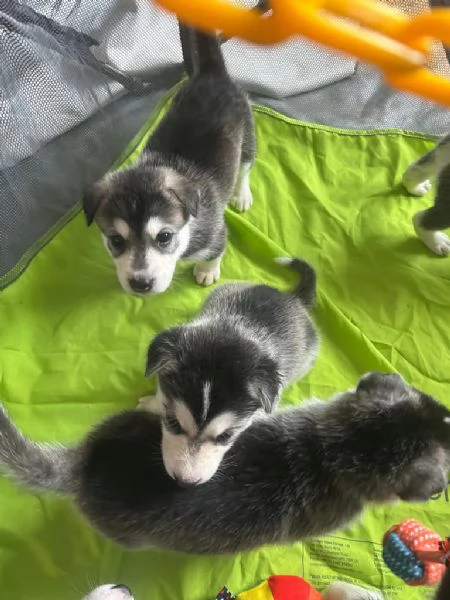 Siberian Husky | Foto 1