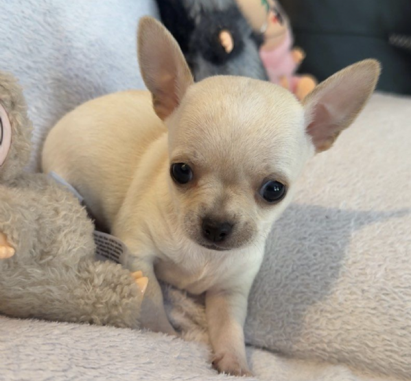 REGALO CHIHUAHUA TOY MERAVIGLIOSI  | Foto 0