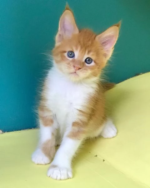 Disponibili bellissimi gatti Mainecoon