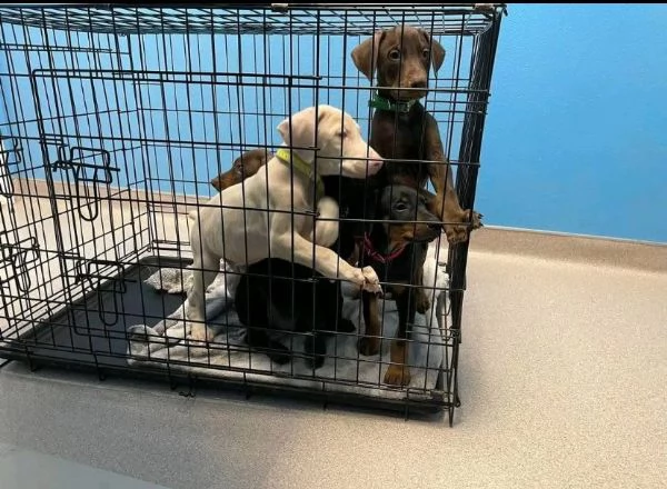 Offerta di adozione maschio e femmina.  DOBERMANN