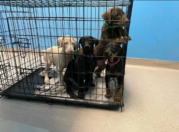 Offerta di adozione maschio e femmina.  DOBERMANN | Foto 0