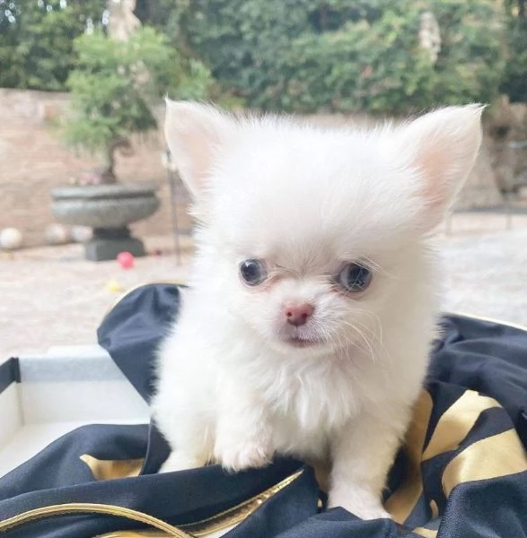 Offerta di adozione maschio e femmina. Chihuahua