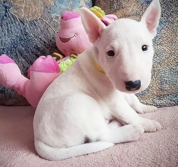 Offerta di adozione maschio e femmina.  BULL TERRIER | Foto 0