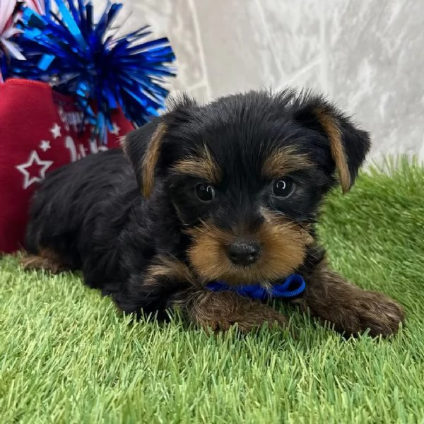 Offerta di adozione maschio e femmina.  YORKIE