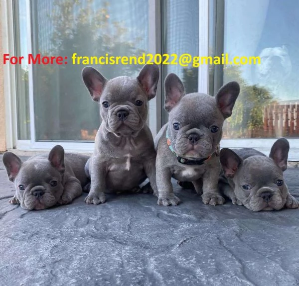 Cuccioli di Bulldog Francese sani in cerca di adozione | Foto 0