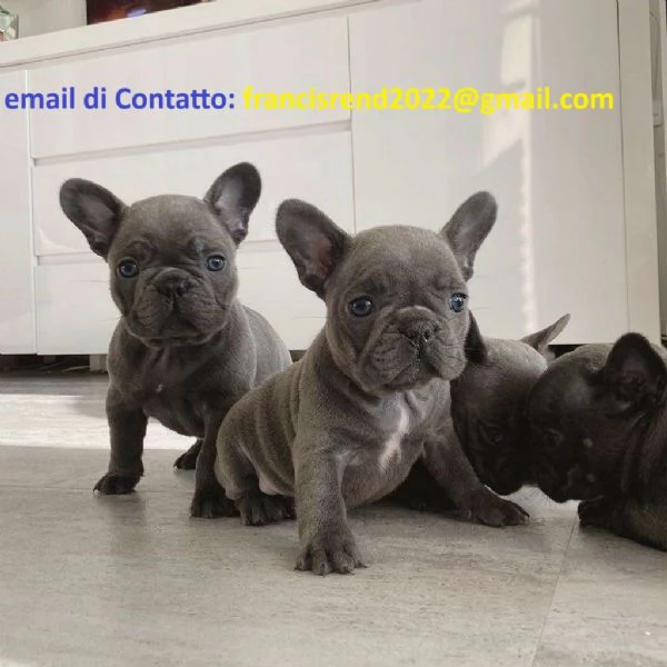 Adorabili cuccioli di bulldog francese maschi e femmine | Foto 1
