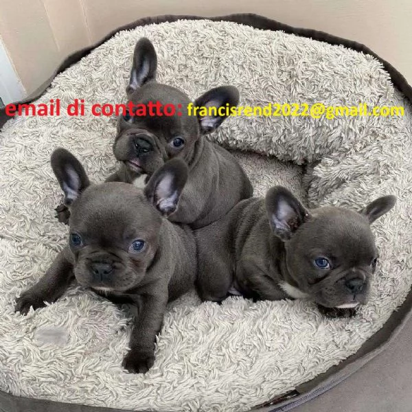 2 cuccioli di bulldog francese blu femmina fulvo - maschio | Foto 1