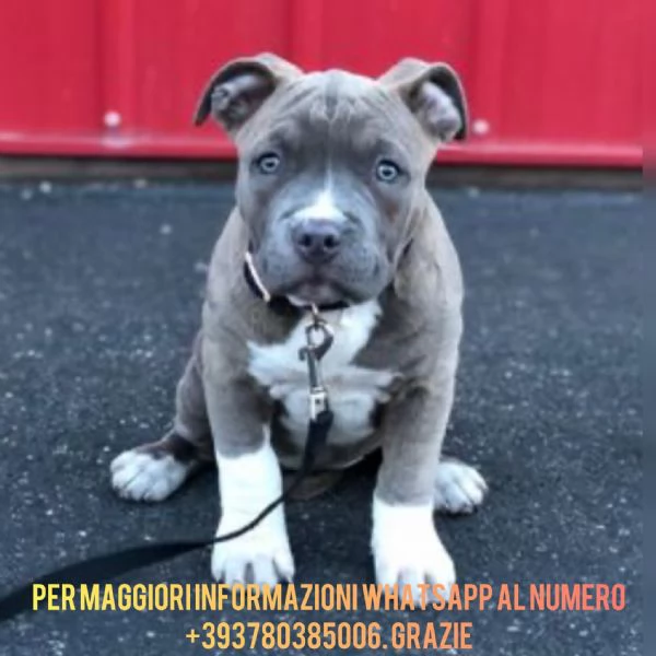 Adorabili cuccioli di Pitbull Bluenose | Foto 1