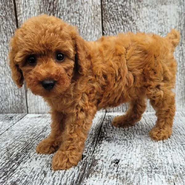 1. Barboncino Toy (cuccioli maschio e femmina)