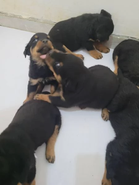 Rottweiler (cuccioli maschio e femmina) | Foto 0