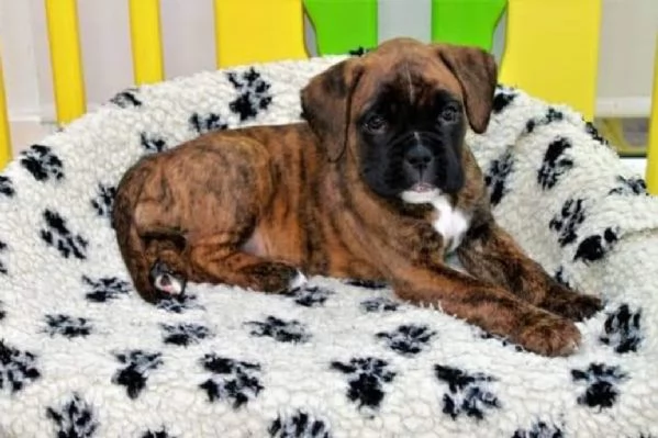 Boxer (cuccioli maschio e femmina) | Foto 0