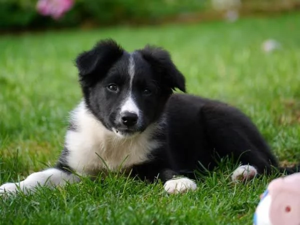 Border Collie (cuccioli maschio e femmina)
