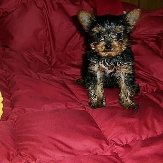 Yorkshire Terrier (cuccioli maschio e femmina | Foto 0