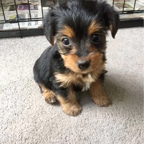 Yorkshire Terrier (cuccioli maschio e femmina