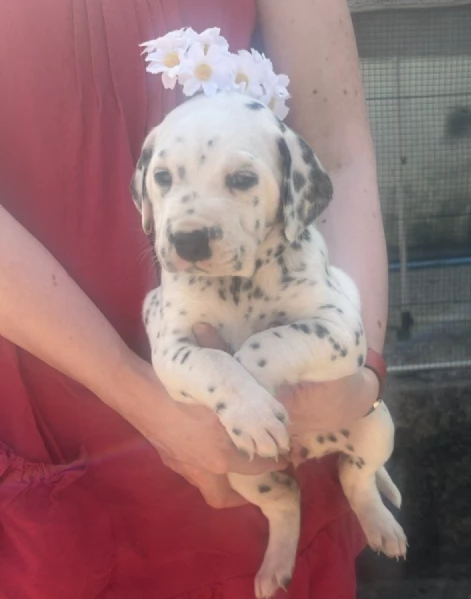  REGALO DALMATA 