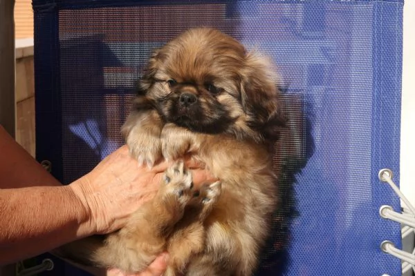 Cucciolo pechinese | Foto 3