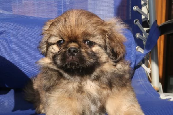 Cucciolo pechinese | Foto 2