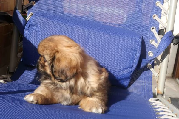Cucciolo pechinese | Foto 1