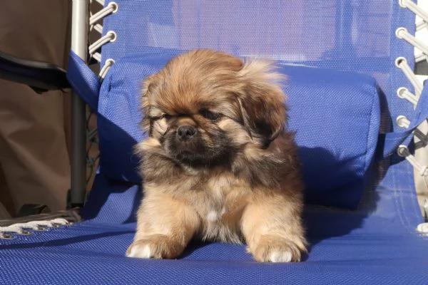 Cucciolo pechinese | Foto 0