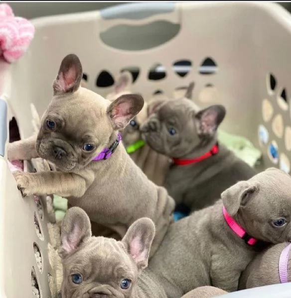 Cuccioli di Bulldog Francese sani in vendita