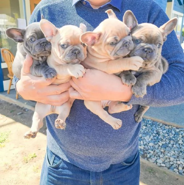 Bouledogue Francesi Pronti per Essere Tutti Vostri Ora