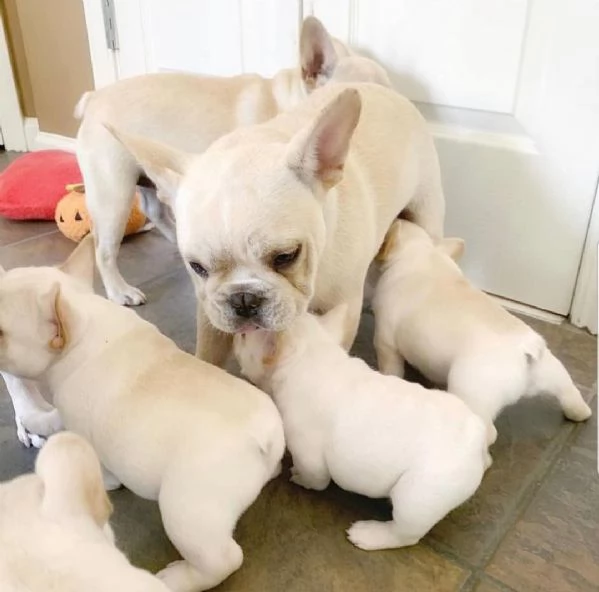 Bouledogue Francesi Pronti per Essere Tutti Vostri Ora | Foto 0