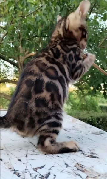  Cuccioli di Bengala | Foto 5